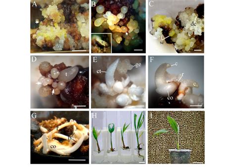 Morphological Aspects Of Plant Regeneration From Zygotic Embryo Culture