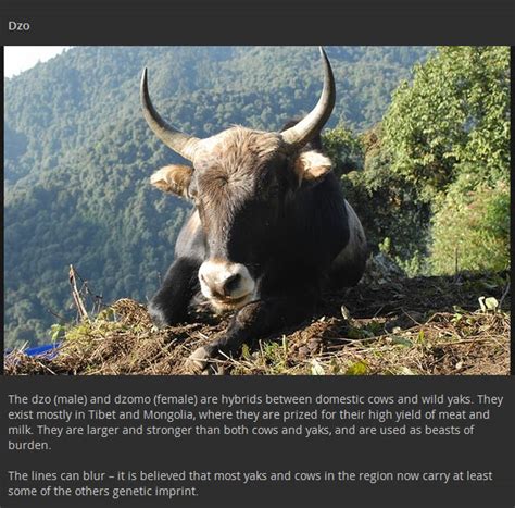 Sorprendentes animales híbridos TaChido mx Desmadre morras y