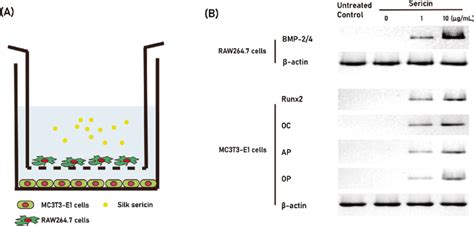 The Results Of Co Culture With RAW264 7 Cells And MC3T3 E1 Cells A