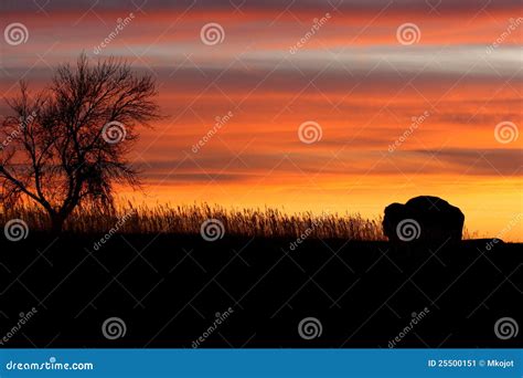 Silhouette of Bison and Tree at Sunset. Stock Image - Image of park ...