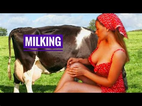 Beautiful Cow Milking Maximum Speed Of Manual Milking Milk Cow