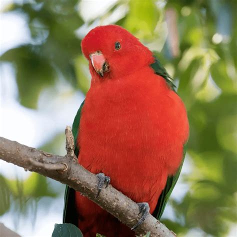Small parrots - Types of small parrots | Small parrots as pets