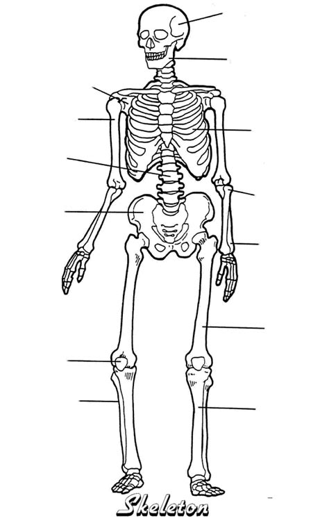 Blank Skeleton Diagram To Label