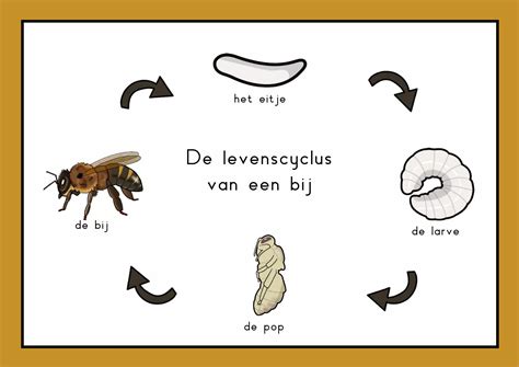 Bijen Levenscyclus Biologie