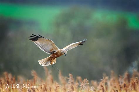 Marsh Harrier nest building » wildscenes.com