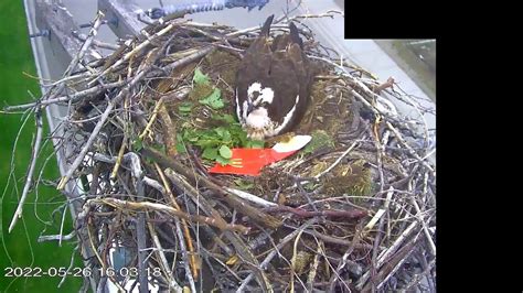 Live Osoyoos Osprey Cam Youtube