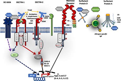 Frontiers C Type Lectin Receptors In Asthma