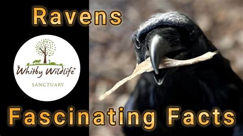 Some Fascinating Facts About Ravens Youtube