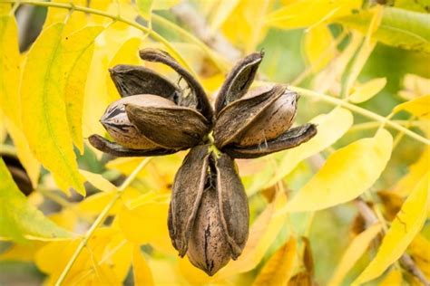 12 Different Types Of Pecans