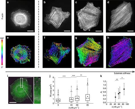 Actin Cytoskeleton And Focal Adhesion Organization Depends On Substrate