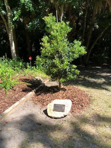 Arbor Day Memorial Tree Planting The Garden Club At Palm Coast