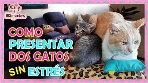 Como Introducir Un Segundo Gato En Casa🏡 Como Presentar A Dos Gatos Sin EstrÉs Youtube