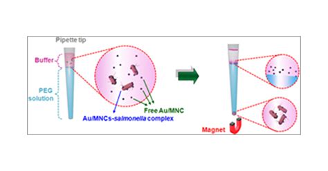 Magnetophoretic Chromatography For The Detection Of Pathogenic Bacteria