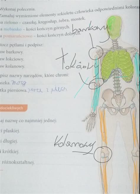 Na Rysunku Przedstawiono Plan Budowy Kończyn Człowieka Margaret Wiegel