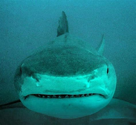 Pin by David Harnby on Sharks | Sharks scary, Shark, Cetacean