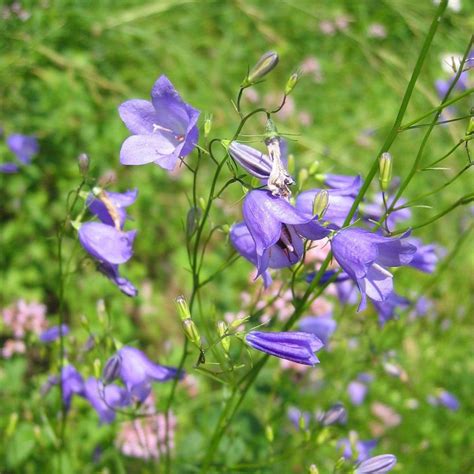 Campanula Rotundifolia Campanule Feuilles Rondes Vivace Peu