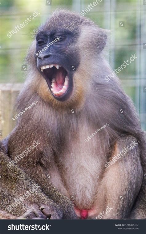 Young Drill Monkey Baring Teeth Stock Photo 1248425137 | Shutterstock