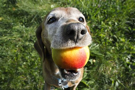 Can Dogs Eat Peaches Why Peach Pits Are Unsafe For Dogs