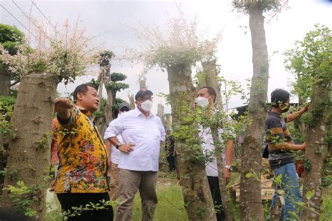 Permintaan Dunia Tinggi Tanaman Hias Asal Gresik Berpeluang Tembus