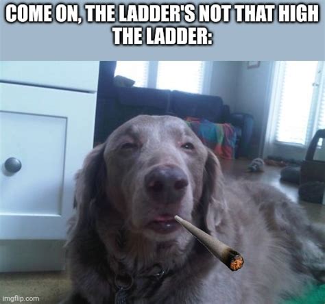 High Dog Memes - Imgflip