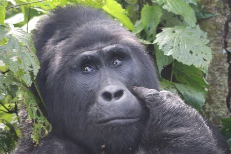 6 Day Gorillas Golden Monkeys And Chimp Trek At Kibale