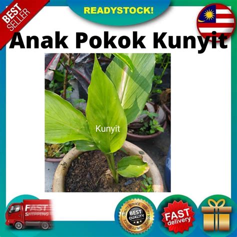 Anak Pokok Kunyit Hidup Dalam Polybagpokok Kunyit Murah Shopee Malaysia