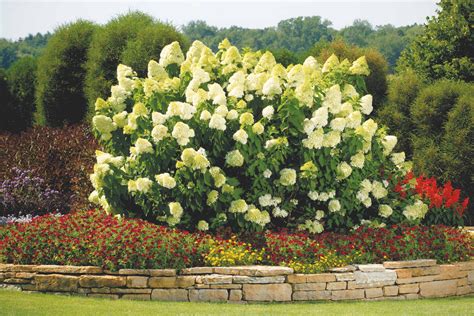 Hydrangea Paniculata Limelight Pépinière Locas