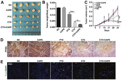 Effect Of CAPE CTX And PTX On PC Tumor Growth In Vivo A Tumor Size