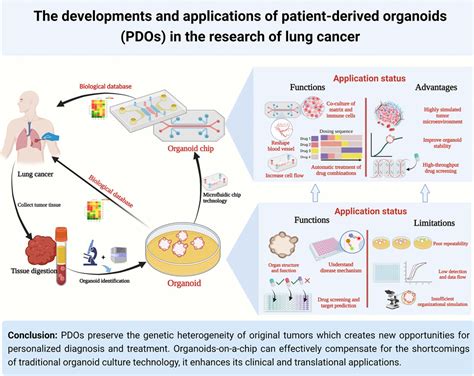 Frontiers Patient Derived Organoids Of Lung Cancer Based On Organoids