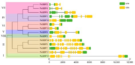 Ijms Free Full Text Genome Wide Identification And Characterization