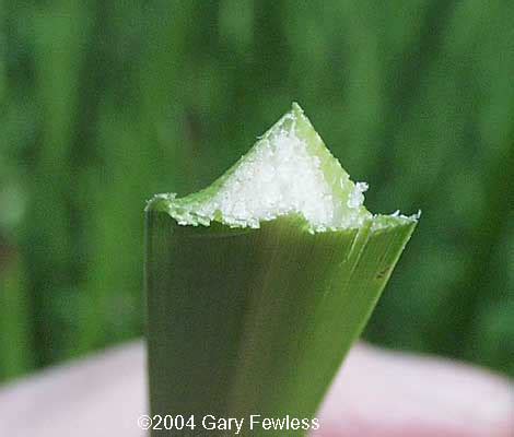 Wetland Plants Of Wisconsin Sparganium Eurycarpum Giant Bur Reed