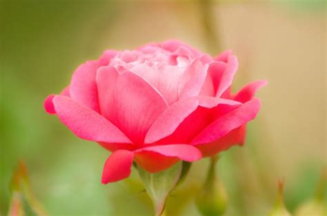 フリー素材 鮮やかなピンクが美しいバラの花を撮影した写真素材。折り重なった花びらの一枚一枚まで鮮明。