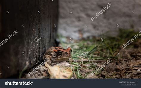 Poiso Images, Stock Photos & Vectors | Shutterstock