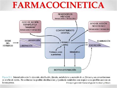 Farmacocinetica