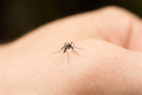 Por qué los mosquitos pican a unas personas y a otras no