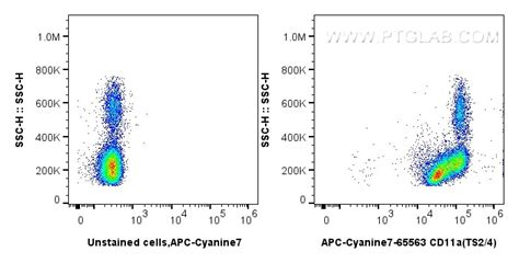 Cd A Antibody Ay Proteintech