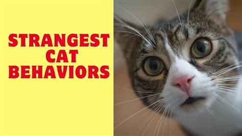 The Strangest Cat Behaviors Explained Youtube