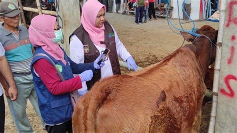 4 Sapi Terindikasi Penyakit Lsd Di Pasar Hewan Kota Blitar Dkpp Minta
