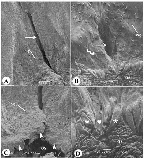 Scanning Electron Micrograph Of The Pharyngeal Roof Of Laughing Dove