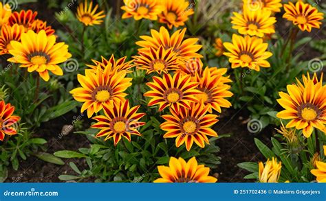 Yellow Gazania Or Treasure Flower In Full Bloom Gazania Rigens