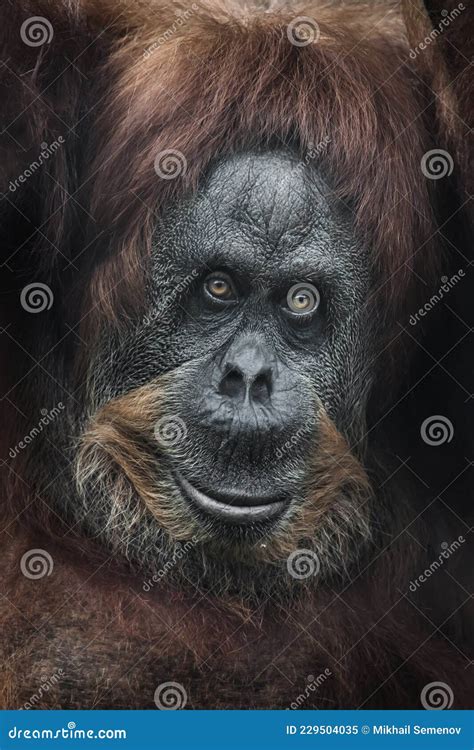 Friendly And Open Face Of A Female Orangutan Full Frame Portrait Large