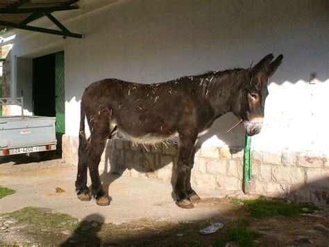 Polinizar Jurado Idioma Apareamiento De Burro Y Vaca Desgracia Cerdo Mar A