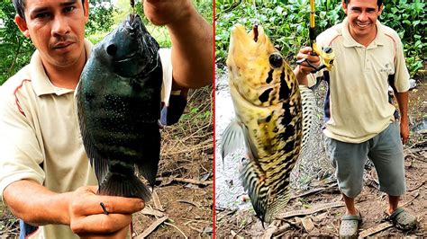 Pesca Impresionante Pesca De Mojarras Y Guapotes Con Anzuelo Y Lombriz