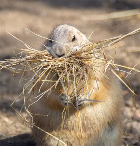 Prairie dog eating hay stock photo. Image of gopher - 146809986