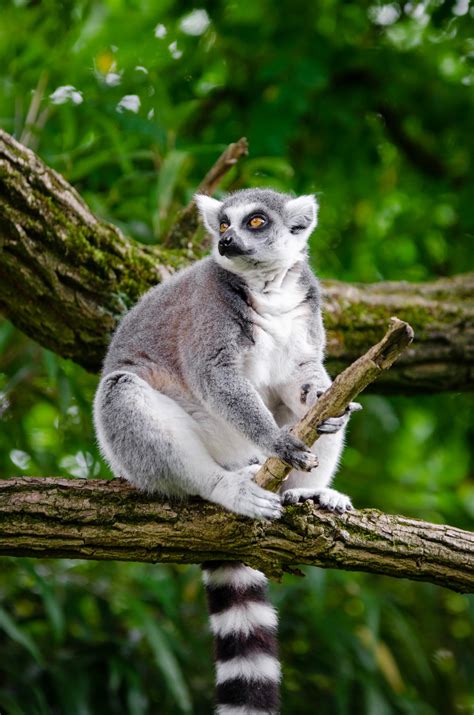 Bildet Natur Skog Gren Dyr Dyreliv Dyrehage Pattedyr Fauna