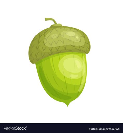 Acorn green seed cartoon Royalty Free Vector Image