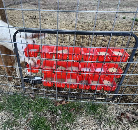 Mineral Buffet Feeder Ideas The Holistic Goat