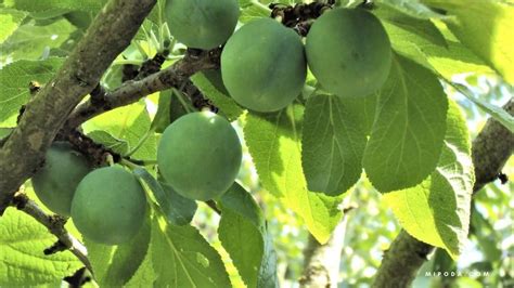 Luna para podar árboles frutales Qué hay de cierto 2025