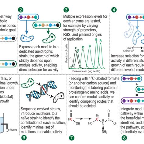 Pdf Synthetic Methanol And Formate Assimilation Via Modular