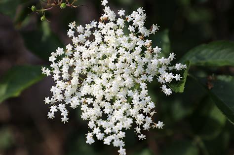 Common Elder Sambucus Nigra Growing Guides